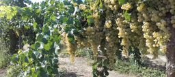 el uso de aceites esenciales en la agricultura