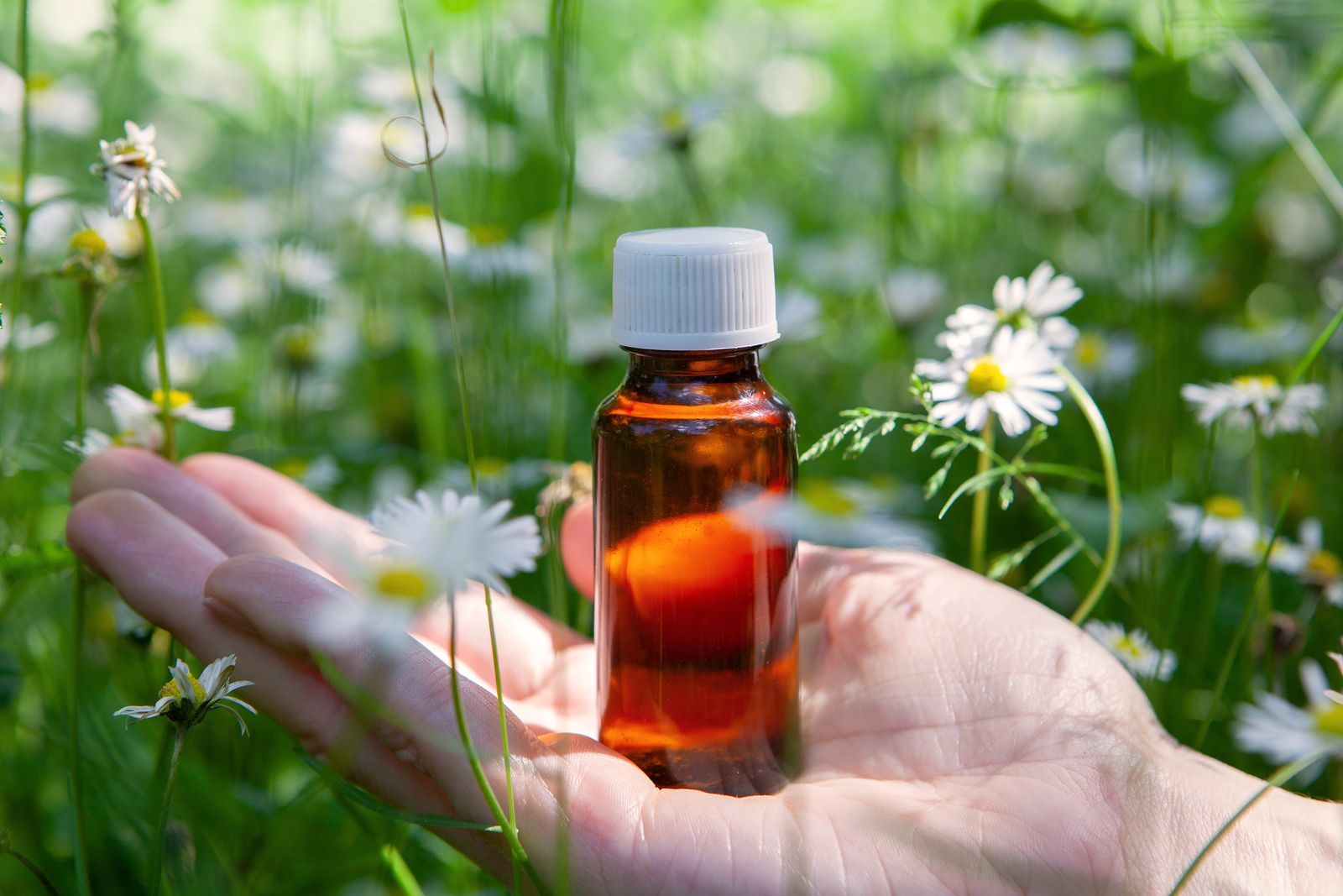 Los aceites esenciales del Curso Esencial Bach Los aceites esenciales del Curso Esencial Bach