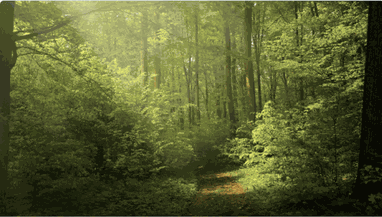 Descubre... Tu camino Reiki (nivel 3)