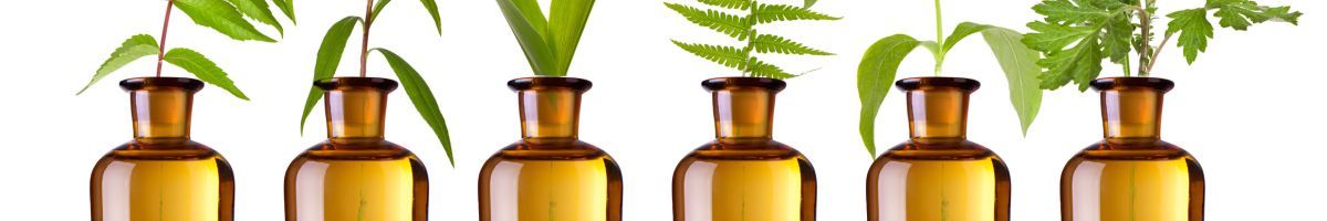 Plantas medicinales, la fuerza de la naturaleza