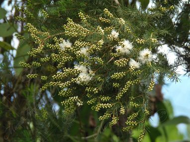 Aceite Esencial de Árbol de Té, propiedades Imagen Aceite Esencial de Árbol de Té.