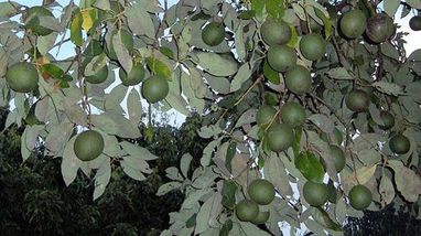 Imagen Aceite de Aguacate. 