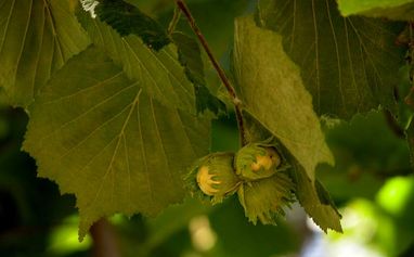 Imagen Aceite de Avellana. 