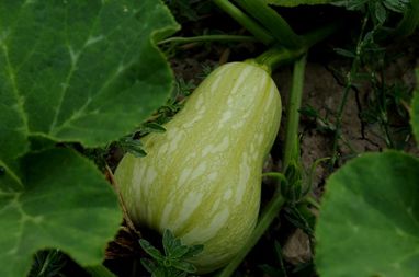 Imagen Aceite de Calabaza, semillas. 