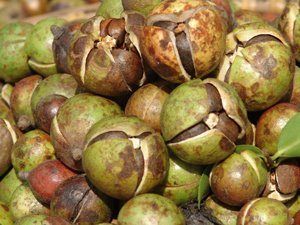 Imagen Aceite de Camelia. 