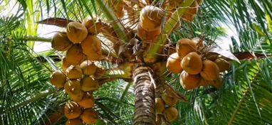 Imagen Aceite de Coco, nuez. 