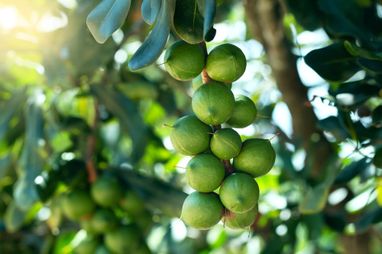 Imagen Aceite de Macadamia, nuez. 