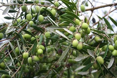 Imagen Aceite de Oliva. 