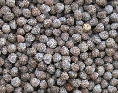 Imagen Aceite de Perilla. 