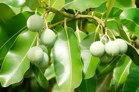 Imagen Aceite de Tamanu, Nuez (Calófilo). 