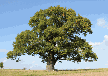 Mi árbol familiar del Curso de Constelaciones Familiares "Sanando mi Árbol familiar" Mi árbol familiar del Curso de Constelaciones Familiares "Sanando mi Árbol familiar"